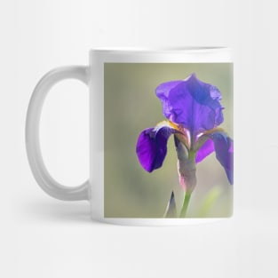 Wild Purple Bearded Iris Mug